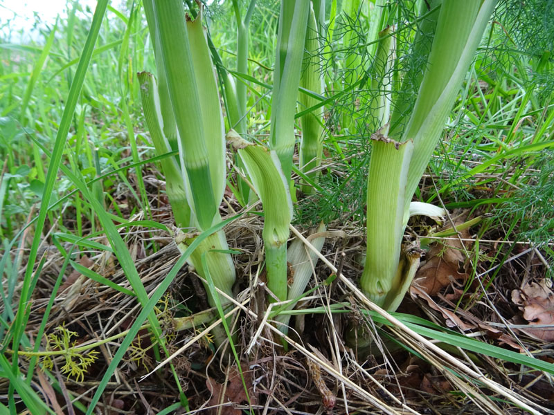 Foeniculum vulgare / Finocchio comune